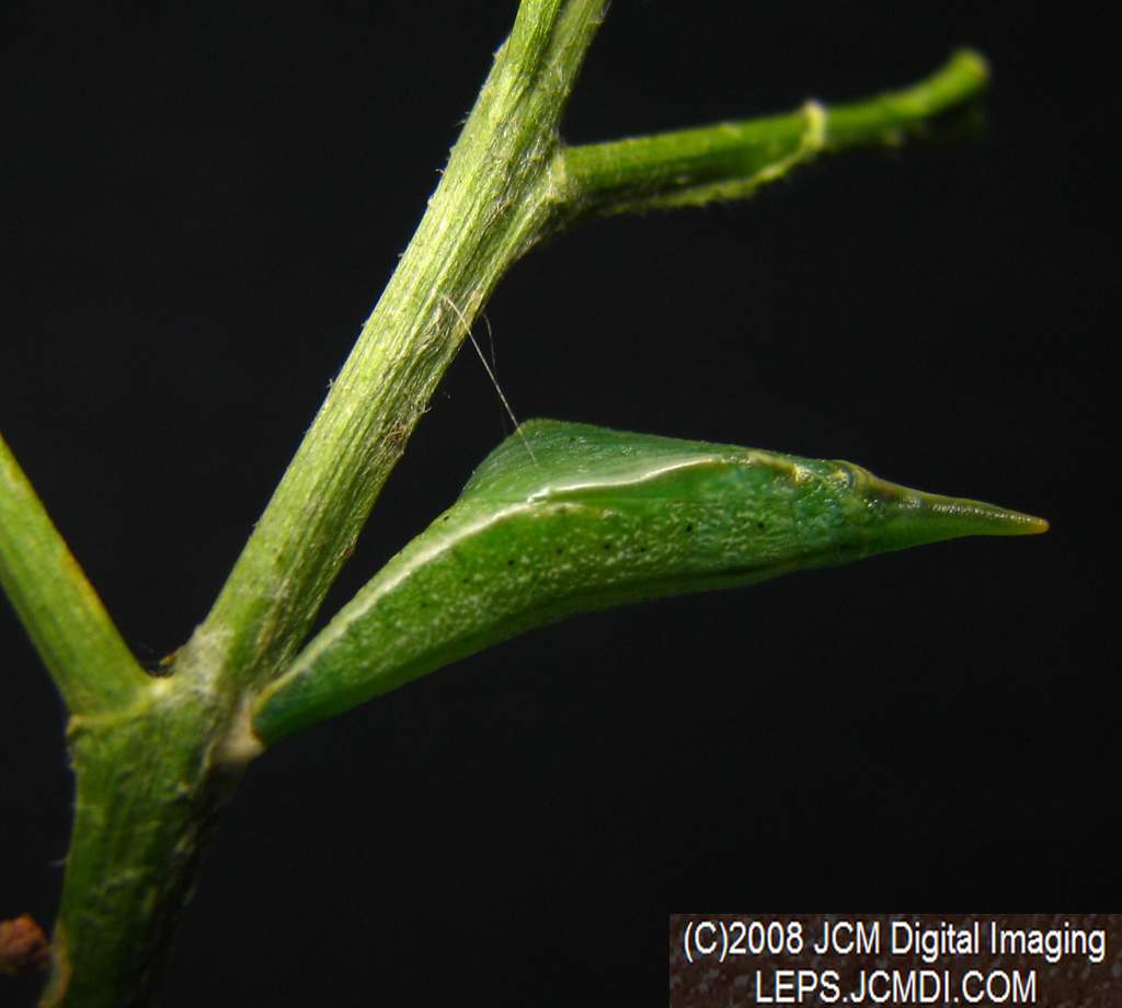 Close-ups of Sara Orange-Tip butterfly pupa, and cremaster attachment